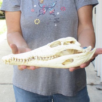 12-1/2 inches Authentic Nile Crocodile Skull for Sale for $115(CITIES #084969)