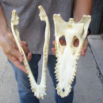 12-1/2 inches Authentic Nile Crocodile Skull for Sale for $115(CITIES #084969)