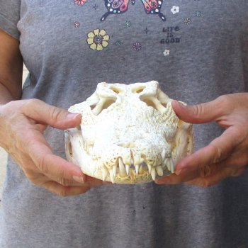 12-1/2 inches Authentic Nile Crocodile Skull for Sale for $115(CITIES #084969)