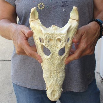 12-1/2 inches Authentic Nile Crocodile Skull for Sale for $115(CITIES #084969)