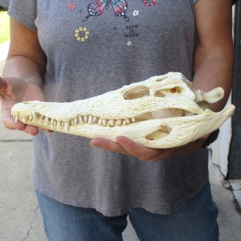12-1/2 inches Authentic Nile Crocodile Skull for Sale for $115(CITIES #084969)
