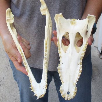 12-1/2 inches Authentic Nile Crocodile Skull for Sale for $115(CITIES #084969)