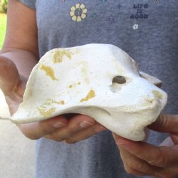 5-3/4" Giraffe Vertebra Atlas Bone - $45