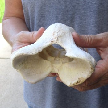 5-3/4" Giraffe Vertebra Atlas Bone - $45