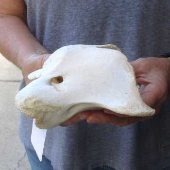 5-3/4" Giraffe Vertebra Atlas Bone - $45