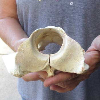 5-3/4" Giraffe Vertebra Atlas Bone - $45