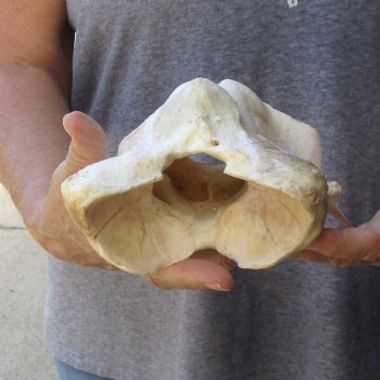 7-1/2" Giraffe Vertebra Atlas Bone - $45