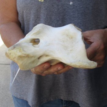 7-1/2" Giraffe Vertebra Atlas Bone - $45