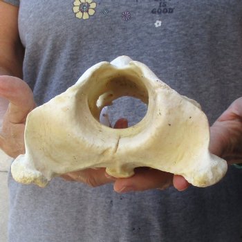 7-1/2" Giraffe Vertebra Atlas Bone - $45