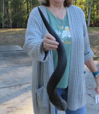 Real Kudu horn 28-1/2 inches 