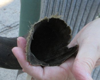 Real Kudu horn 28-1/2 inches 