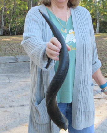 Real Kudu horn 26 inches 