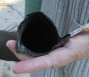 Real Kudu horn 26 inches 