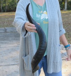 Real Kudu horn 28-1/4 inches 