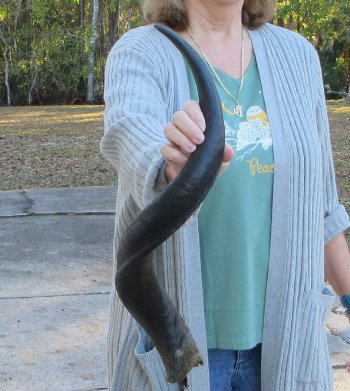 Real Kudu horn 28-1/4 inches 