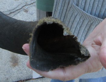 Real Kudu horn 28-1/4 inches 