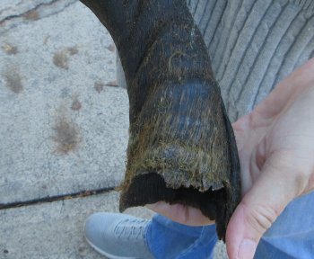 Real Kudu horn 28-1/4 inches 