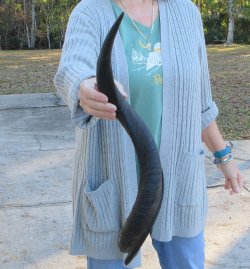 Real Kudu horn 25-1/4 inches 