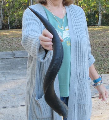 Real Kudu horn 25-1/4 inches 