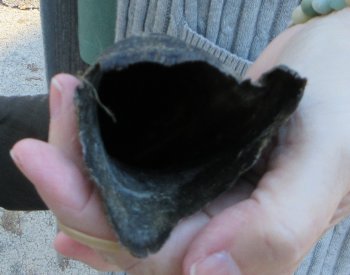 Real Kudu horn 25-1/4 inches 