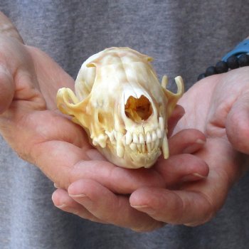 Buy this B-Grade 5-1/2" Red Fox Skull for sale - $25