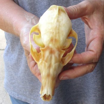 Buy this B-Grade 5-1/2" Red Fox Skull for sale - $25
