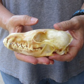 Buy this B-Grade 5-1/2" Red Fox Skull for sale - $25