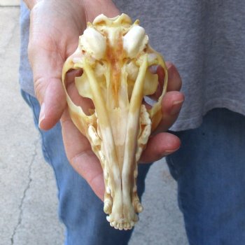 Buy this B-Grade 5-1/2" Red Fox Skull for sale - $25