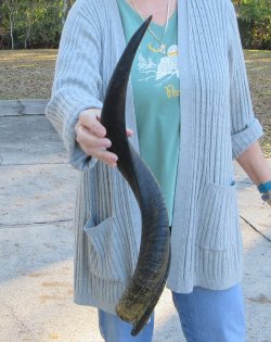 Real Kudu horn 25 inches 