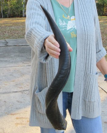 Real Kudu horn 25 inches 