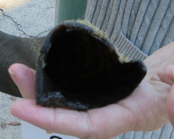 Real Kudu horn 25 inches 