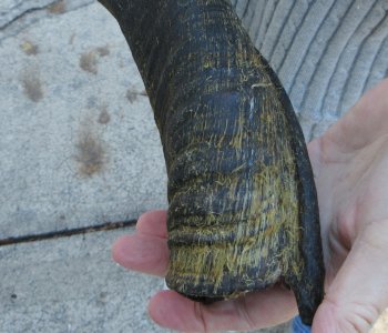 Real Kudu horn 25 inches 