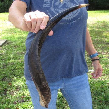 21" Polished Kudu Horn - $45