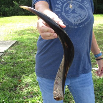 21" Polished Kudu Horn - $45