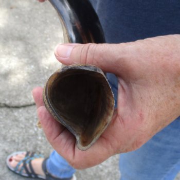 21" Polished Kudu Horn - $45