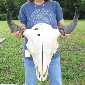 North American B-Grade Bison Skull with 24" Horn Spread - $95 <font color=red> (NO POST OFFICE (USPS) SHIPPING!!!)</font>