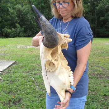 North American B-Grade Bison Skull with 24" Horn Spread - $95 <font color=red> (NO POST OFFICE (USPS) SHIPPING!!!)</font>