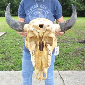 North American B-Grade Bison Skull with 24" Horn Spread - $95 <font color=red> (NO POST OFFICE (USPS) SHIPPING!!!)</font>