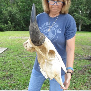 North American B-Grade Bison Skull with 24" Horn Spread - $95 <font color=red> (NO POST OFFICE (USPS) SHIPPING!!!)</font>