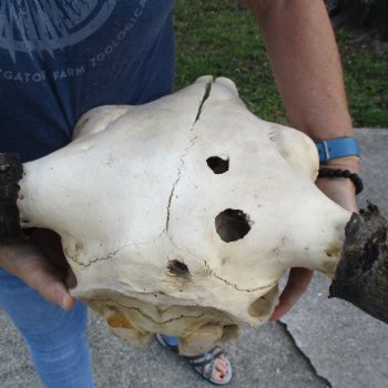 North American B-Grade Bison Skull with 24" Horn Spread - $95 <font color=red> (NO POST OFFICE (USPS) SHIPPING!!!)</font>