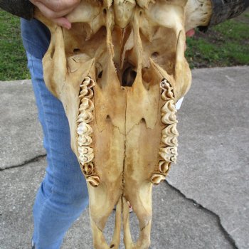 North American B-Grade Bison Skull with 24" Horn Spread - $95 <font color=red> (NO POST OFFICE (USPS) SHIPPING!!!)</font>