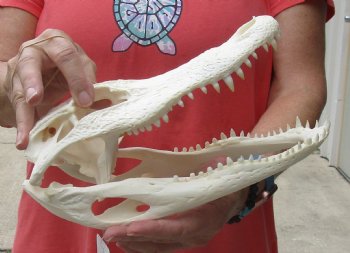 This is a Real Florida Alligator Skull, 10-1/2 inches, For Sale for $90
