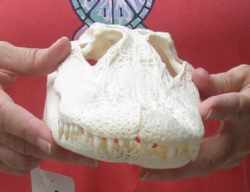 This is a Real Florida Alligator Skull, 10-1/2 inches, For Sale for $90