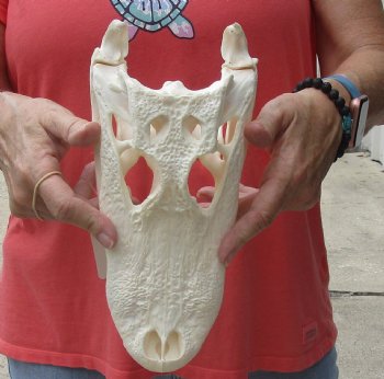 This is a Real Florida Alligator Skull, 10-1/2 inches, For Sale for $90
