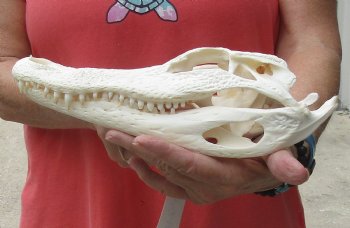 This is a Real Florida Alligator Skull, 10-1/2 inches, For Sale for $90