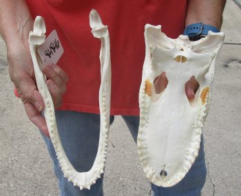 This is a Real Florida Alligator Skull, 10-1/2 inches, For Sale for $90