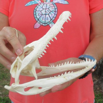 This is a B-Grade Real Florida Alligator Skull, 8-1/2 inches, For Sale for $40