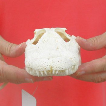 This is a B-Grade Real Florida Alligator Skull, 8-1/2 inches, For Sale for $40