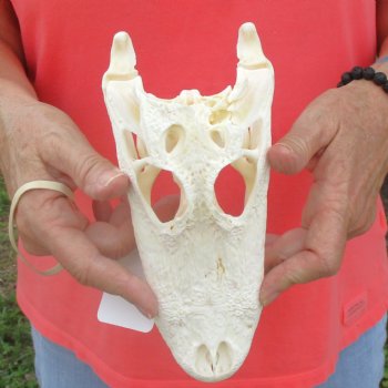 This is a B-Grade Real Florida Alligator Skull, 8-1/2 inches, For Sale for $40
