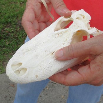 This is a B-Grade Real Florida Alligator Skull, 8-1/2 inches, For Sale for $40